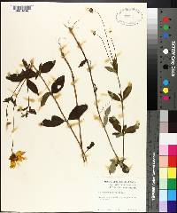 Coreopsis pubescens image