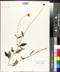 Coreopsis pubescens image