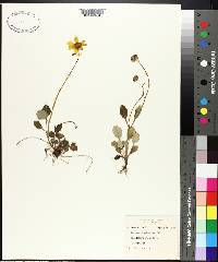 Coreopsis pubescens image