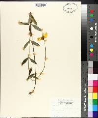 Coreopsis pubescens image