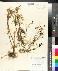 Coreopsis tinctoria image