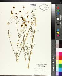 Coreopsis tinctoria image