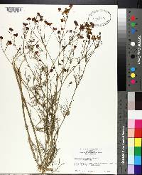 Coreopsis tinctoria image