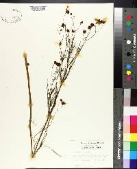 Coreopsis tinctoria image