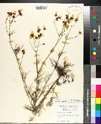 Coreopsis tinctoria image