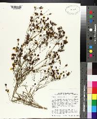 Coreopsis tinctoria image