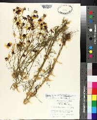 Coreopsis tinctoria image