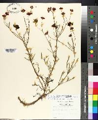 Coreopsis tinctoria image