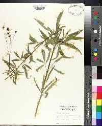 Coreopsis tripteris image