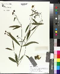 Coreopsis tripteris image