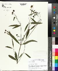 Coreopsis tripteris image