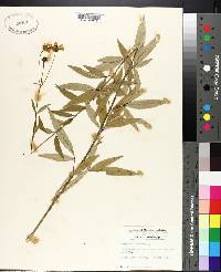 Coreopsis tripteris image