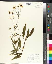 Coreopsis tripteris image