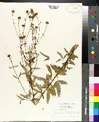 Coreopsis tripteris image