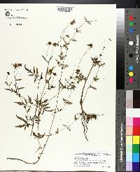 Bidens alba image