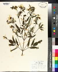 Bidens aristosa image