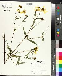 Bidens aristosa image