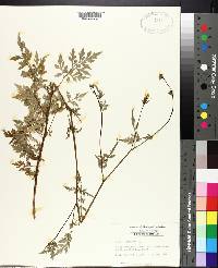 Bidens bipinnata image