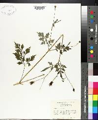 Bidens bipinnata image