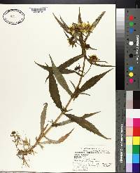 Bidens cernua image