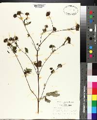 Bidens trichosperma image