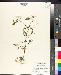 Bidens discoidea image