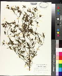 Bidens discoidea image