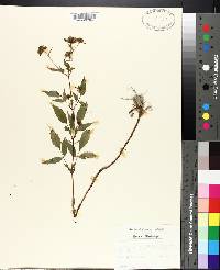 Bidens frondosa image