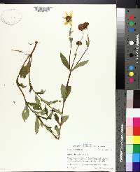 Bidens laevis image