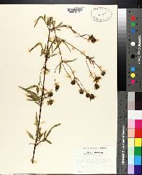 Bidens mitis image