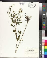 Bidens mitis image