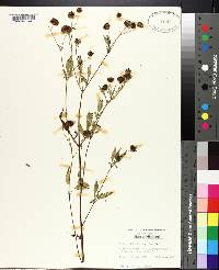 Bidens mitis image