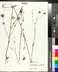 Bidens mitis image