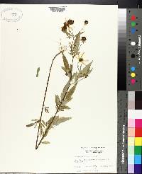 Bidens polylepis image