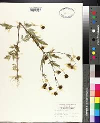 Bidens polylepis image