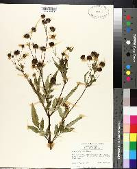 Bidens polylepis image