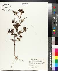 Bidens tripartita image