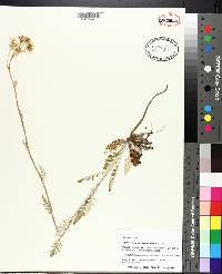 Hymenopappus scabiosaeus image