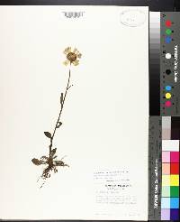 Helenium brevifolium image