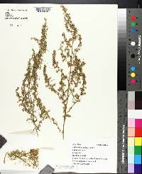 Artemisia dracunculus image