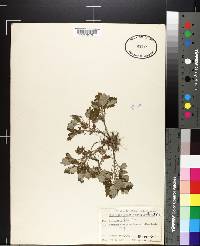 Artemisia vulgaris var. indica image