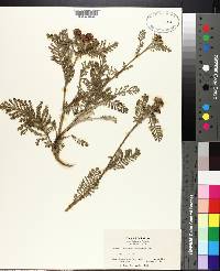 Tanacetum camphoratum image