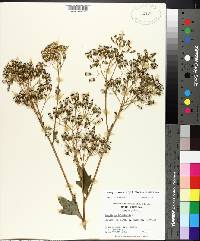 Arnoglossum atriplicifolium image