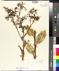 Arnoglossum ovatum image