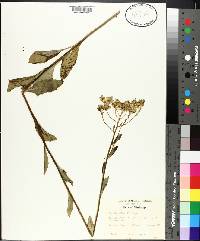 Arnoglossum ovatum image