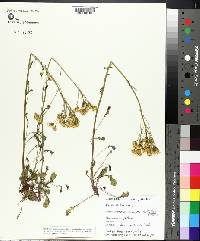 Packera streptanthifolia image