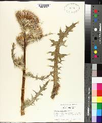 Cirsium horridulum image