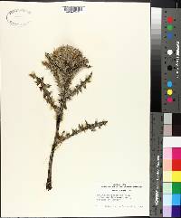 Cirsium horridulum image