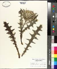 Cirsium horridulum image