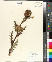 Cirsium horridulum image